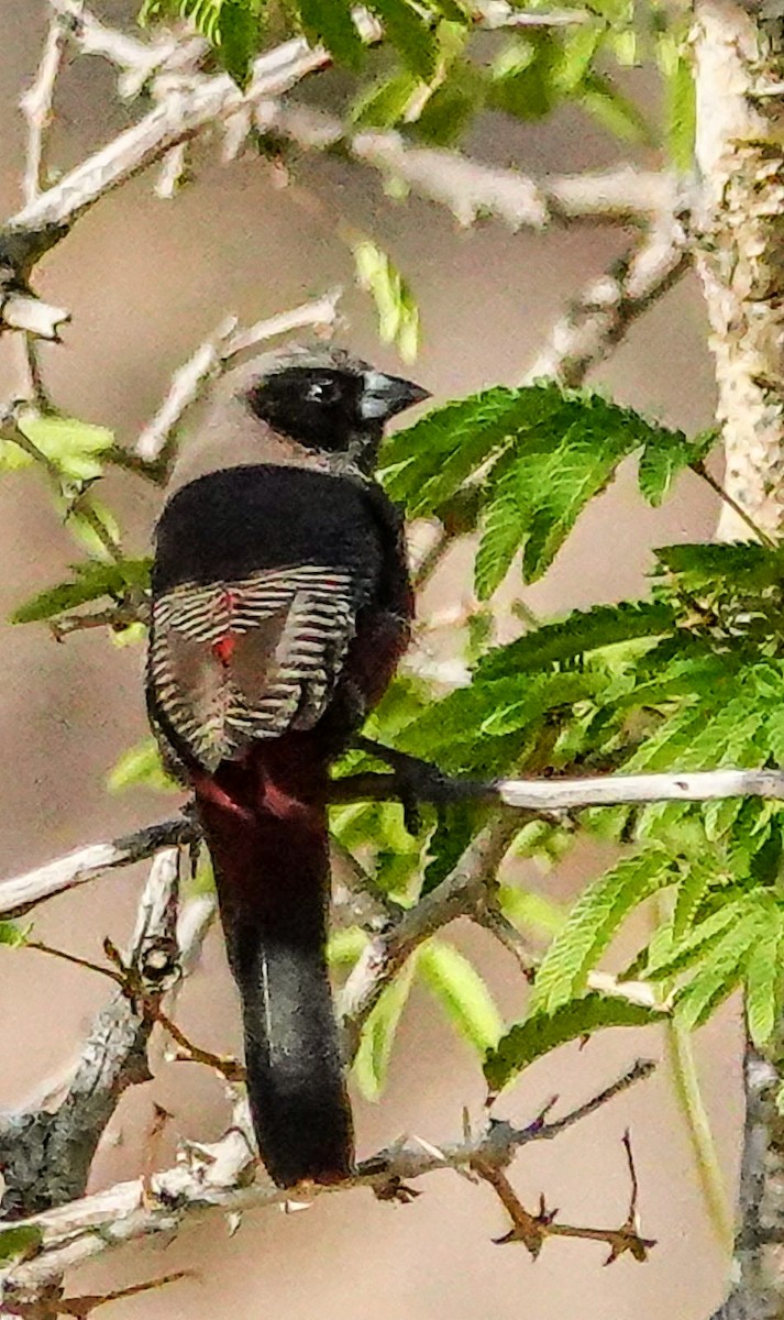 Black-faced Waxbill - ML645893318