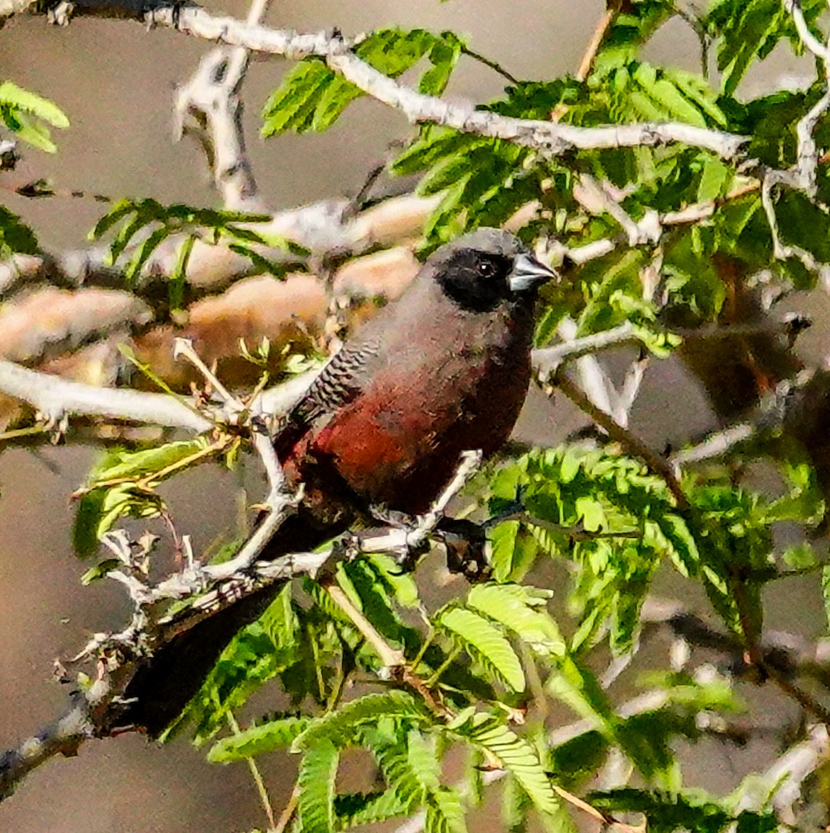 Black-faced Waxbill - ML645893319