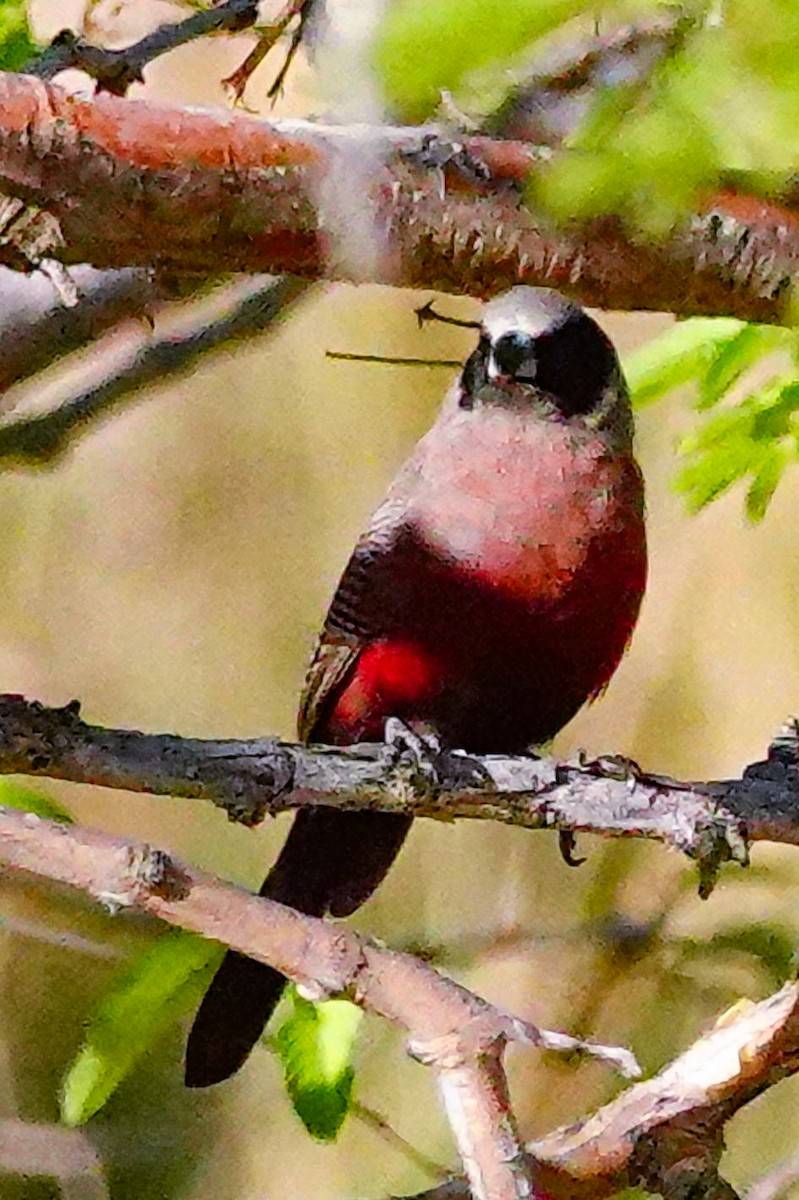 Black-faced Waxbill - ML645893320