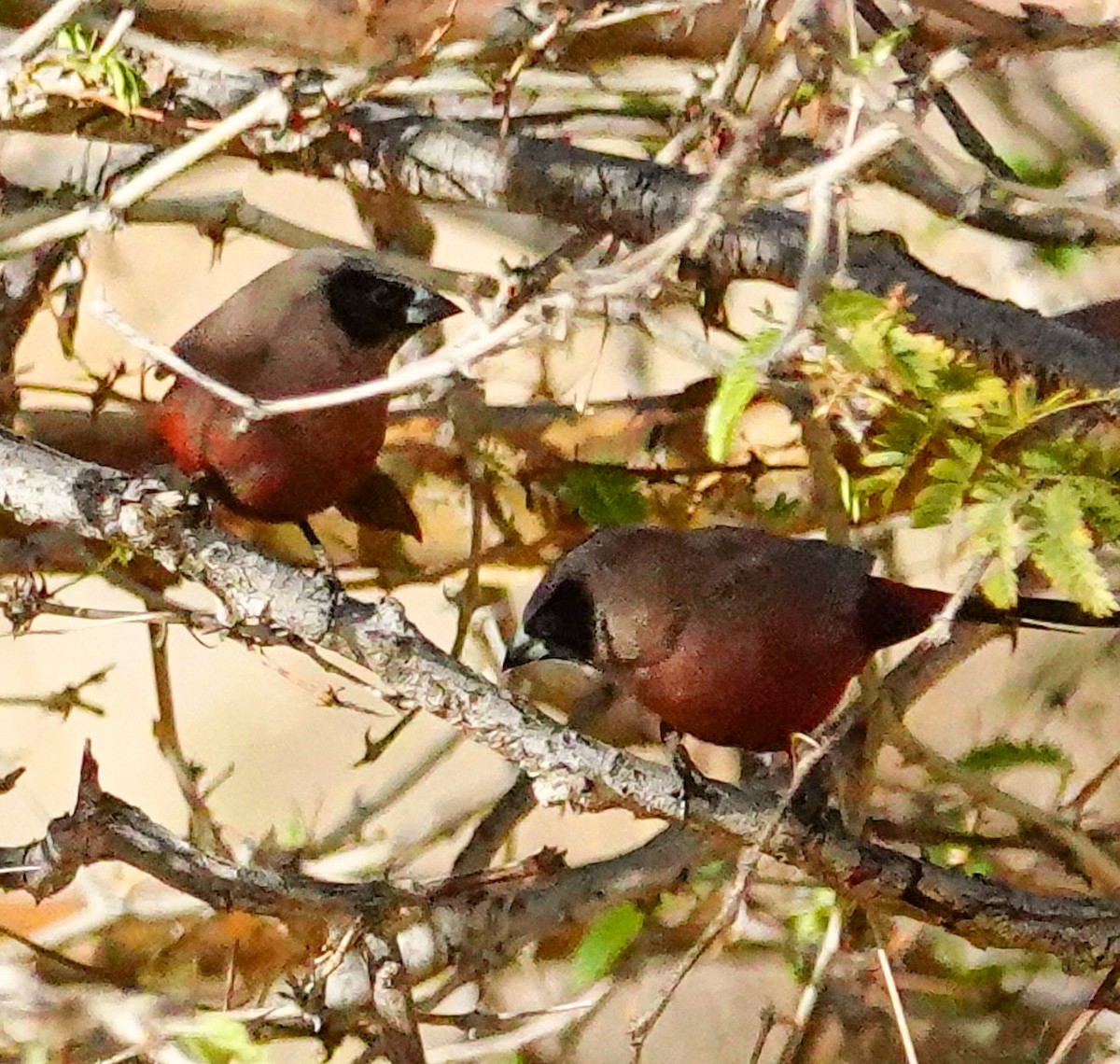 Black-faced Waxbill - ML645893321