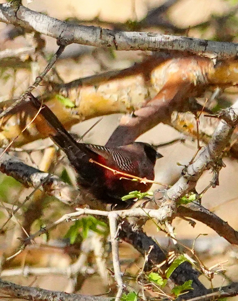 Black-faced Waxbill - ML645893322