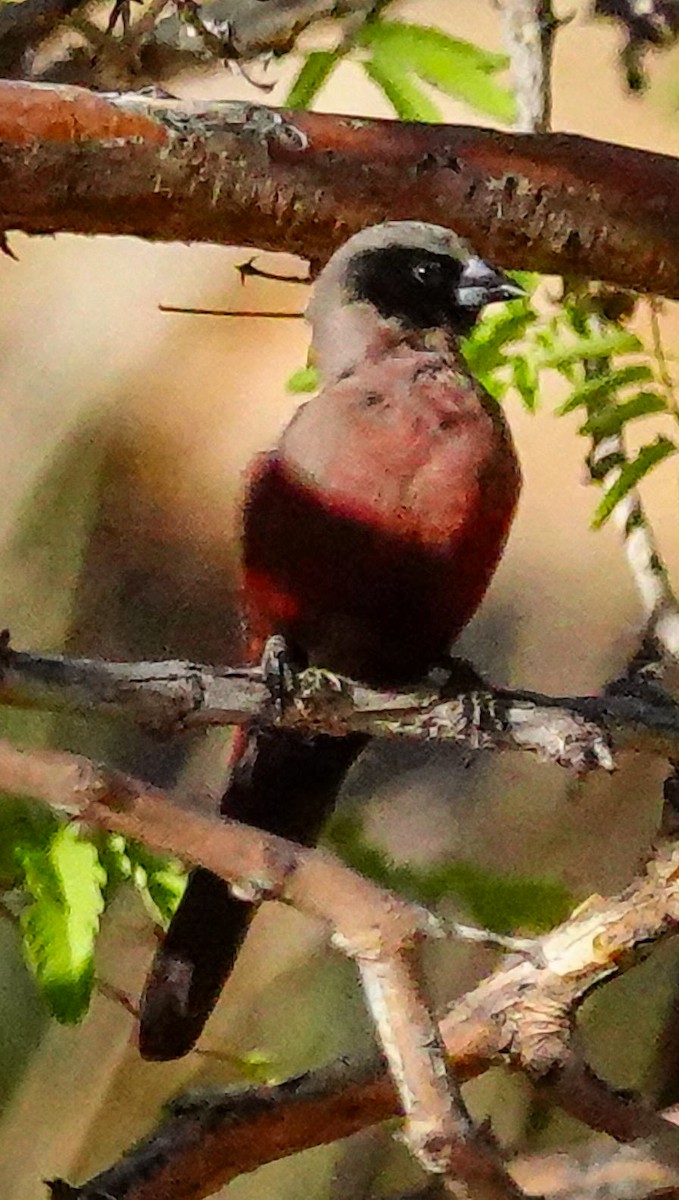 Black-faced Waxbill - ML645893323