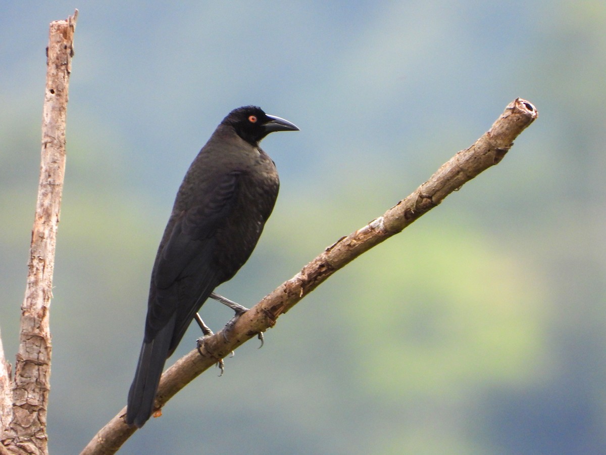 Giant Cowbird - ML645893324