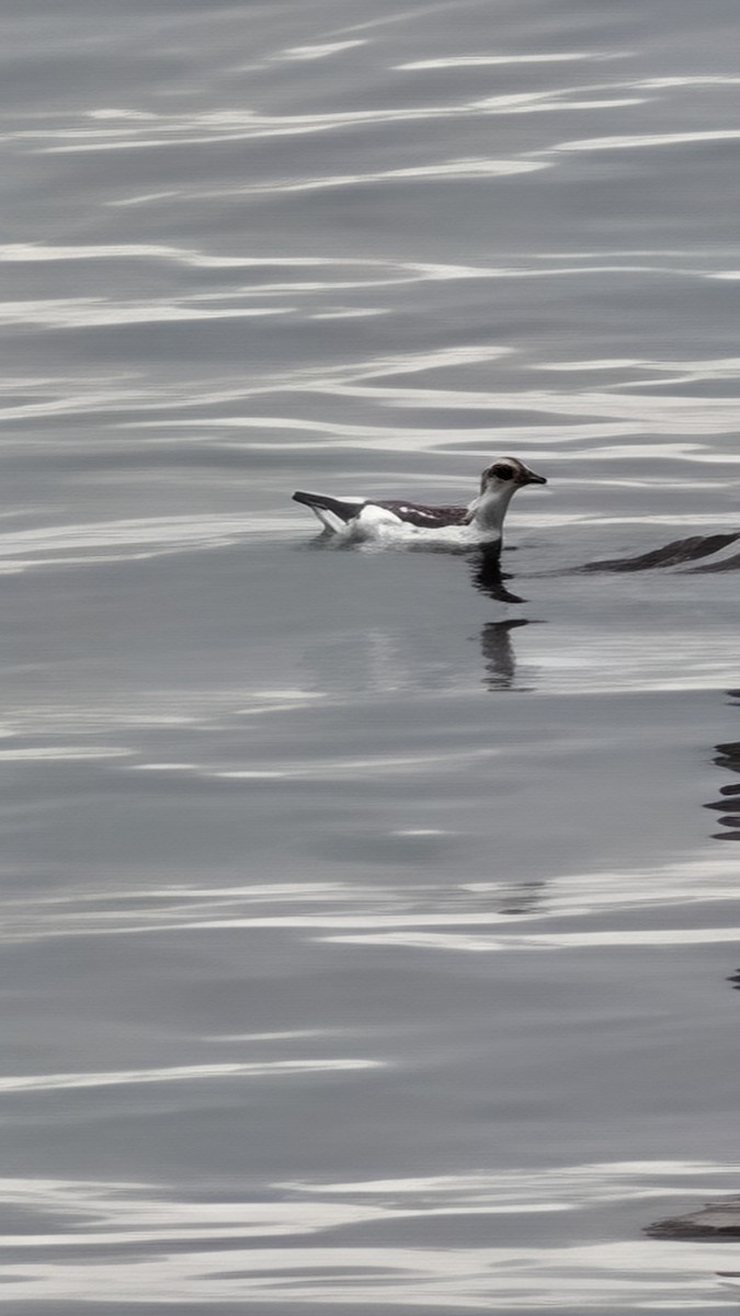 alkoun holubí - ML645893328