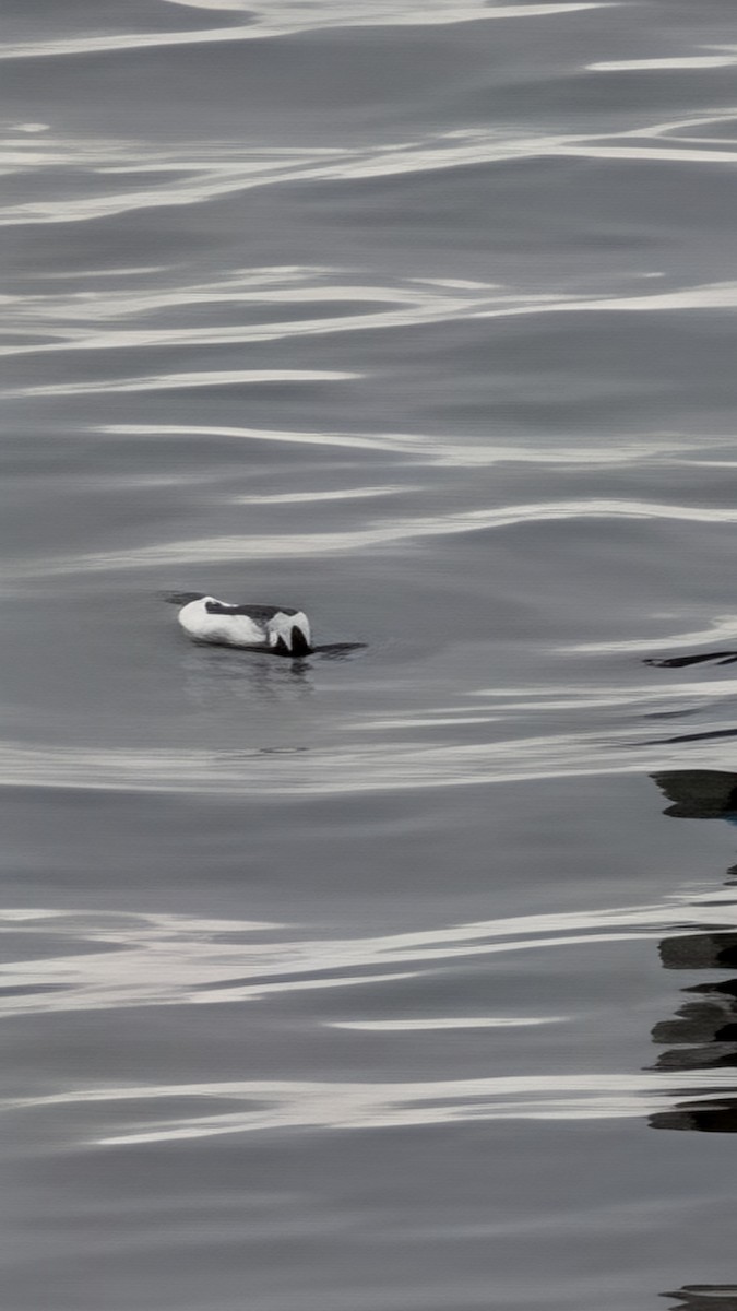 alkoun holubí - ML645893329