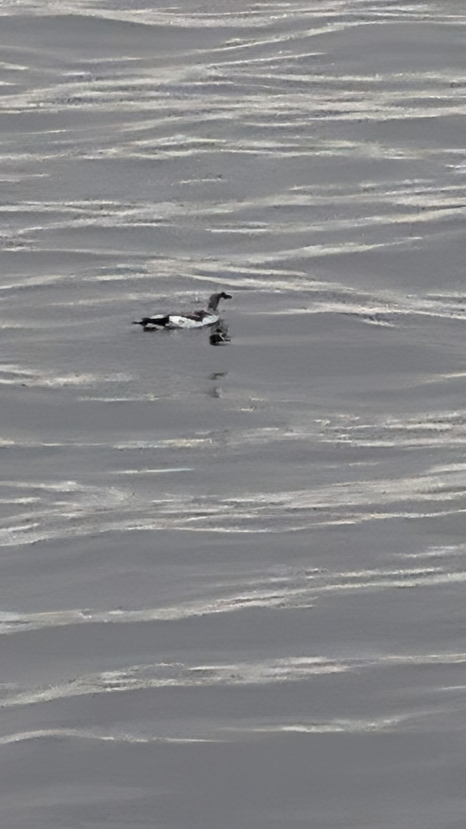 alkoun holubí - ML645893330