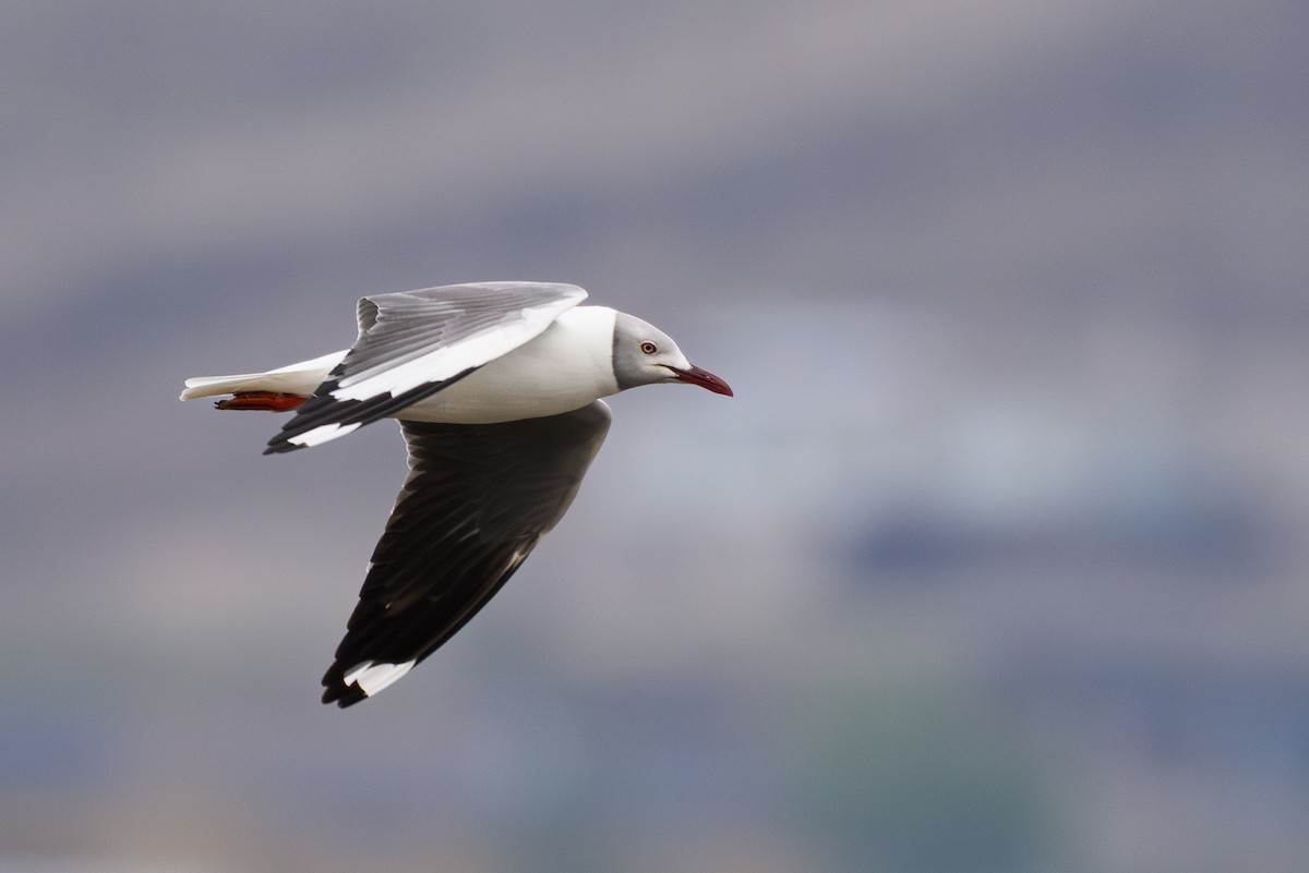 racek šedohlavý - ML645893331