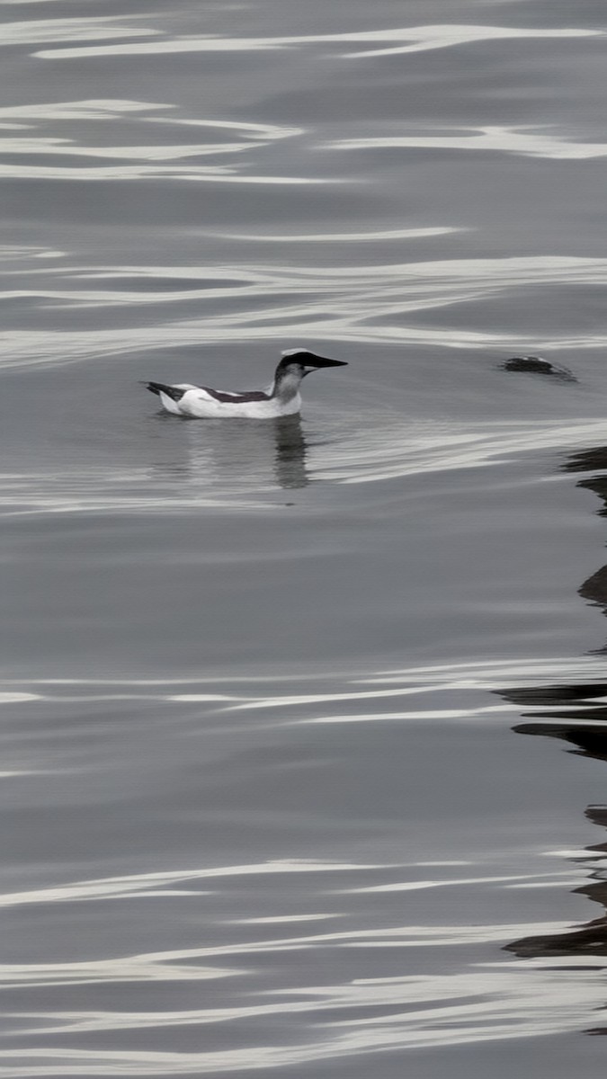 alkoun holubí - ML645893332