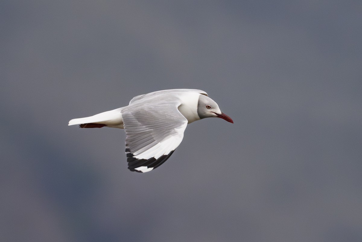 racek šedohlavý - ML645893333