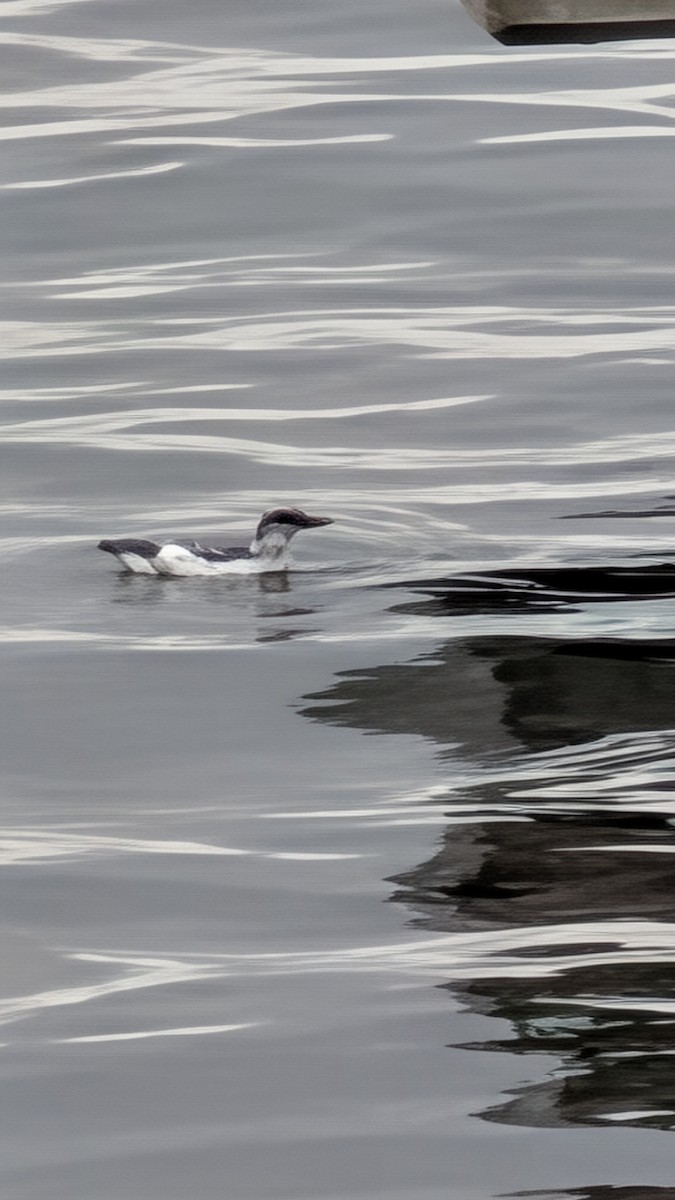 alkoun holubí - ML645893334