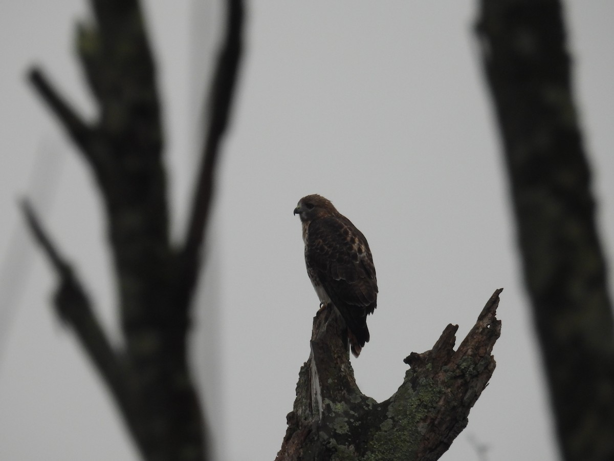 káně rudochvostá - ML645893336