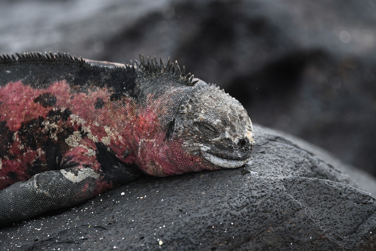 Marine Iguana - ML645893337