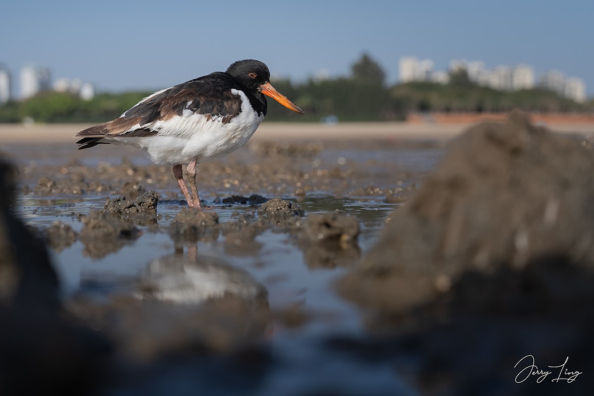 ústřičník velký - ML645893341