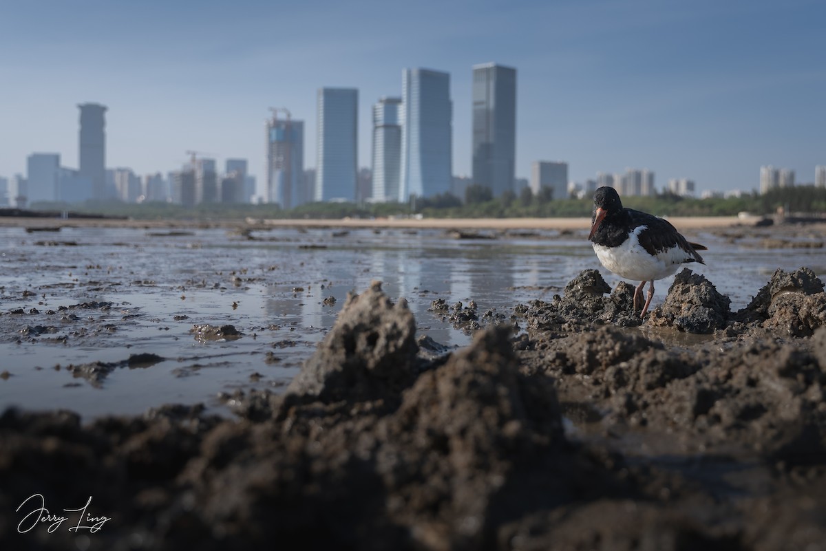 ústřičník velký - ML645893342