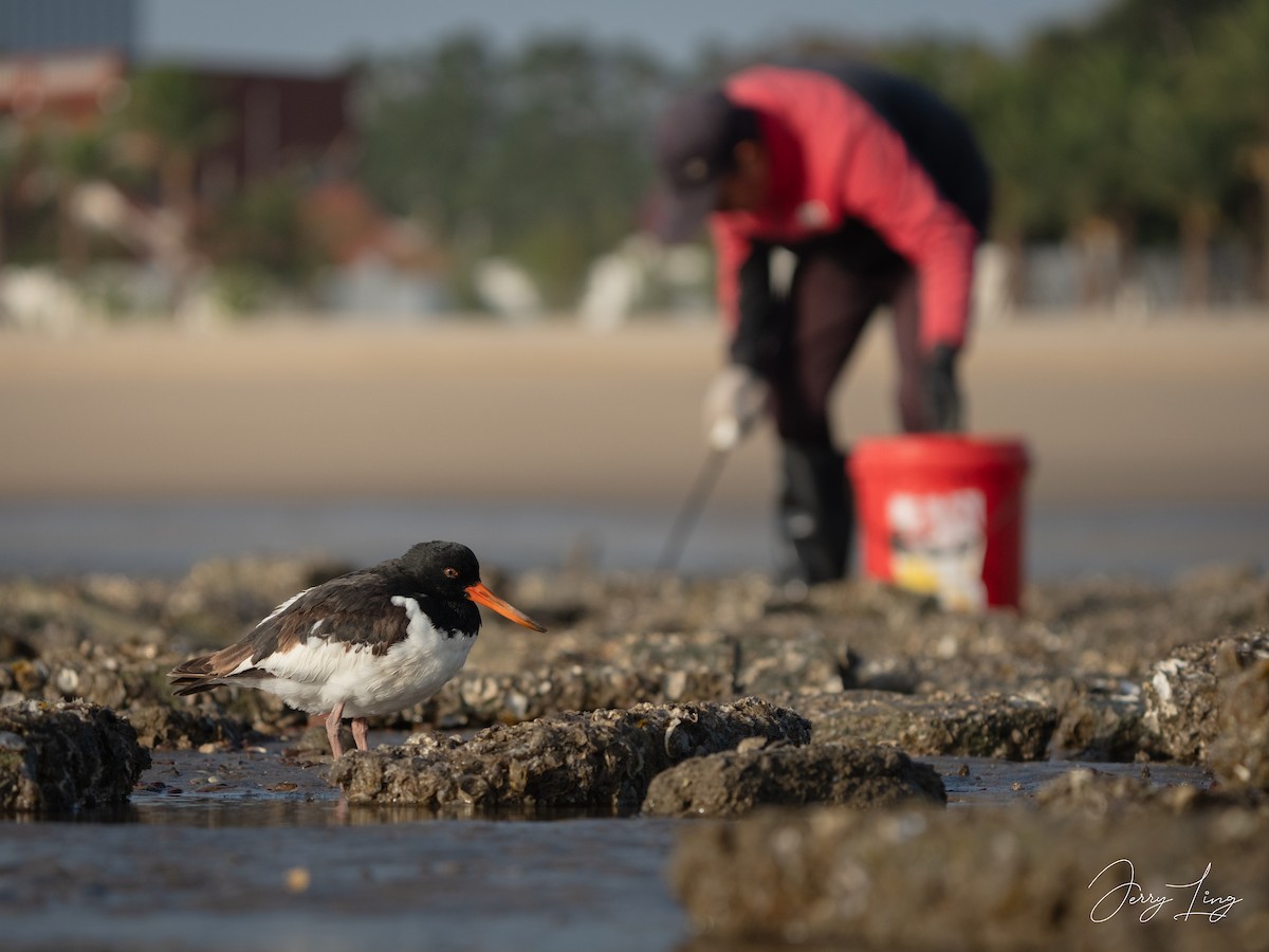 ústřičník velký - ML645893345