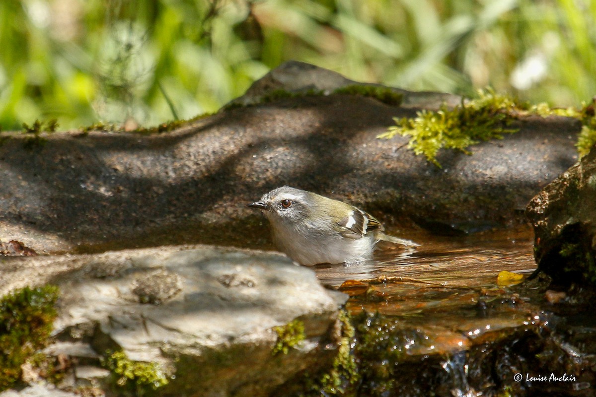 White-banded Tyrannulet - ML645893346