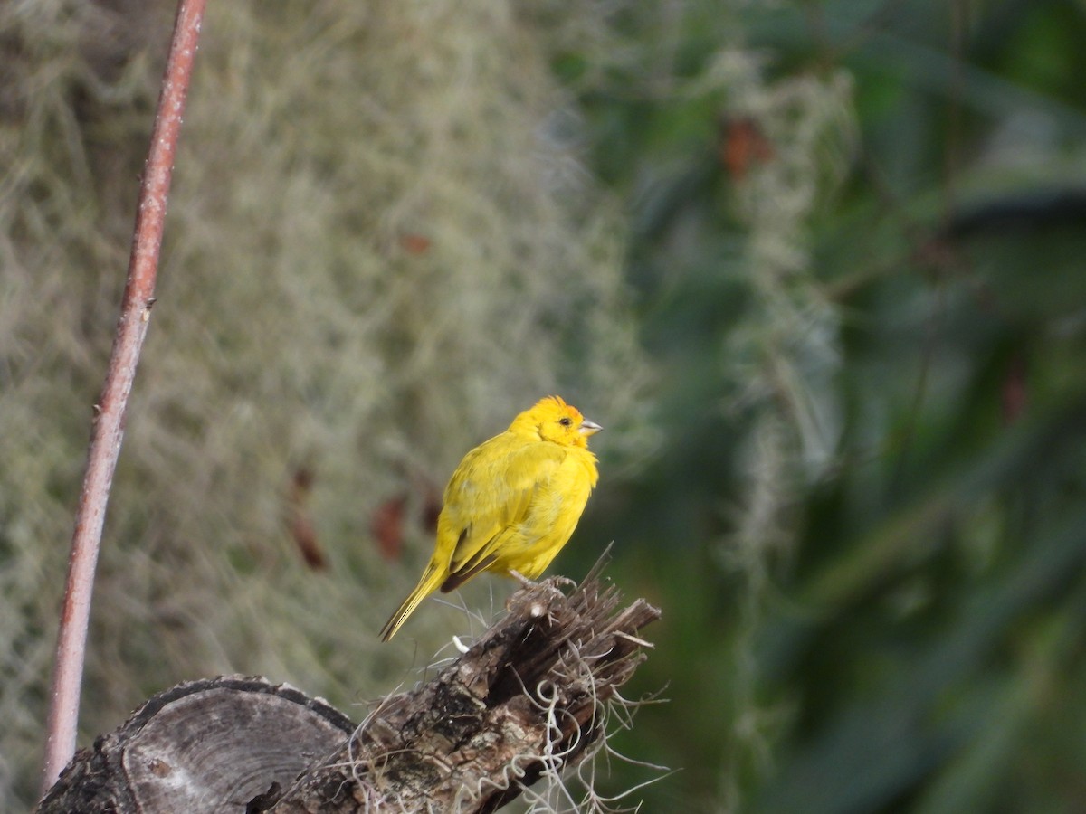 Saffron Finch - ML645893347