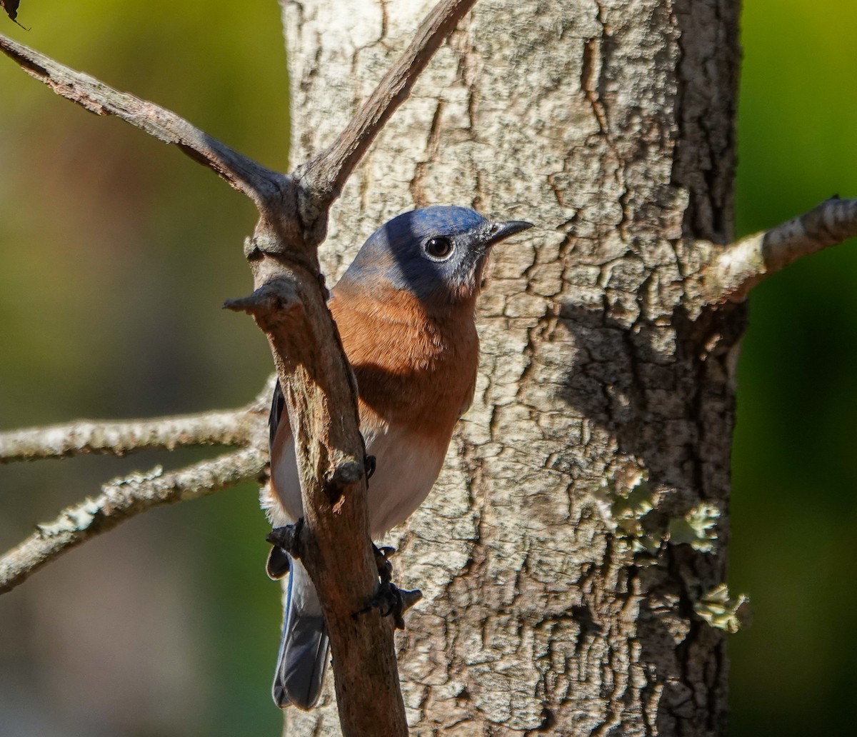 salašník modrý - ML645893350