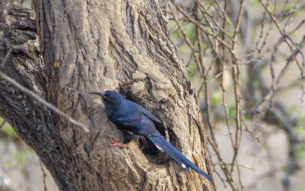 dudkovec stromový - ML645893353