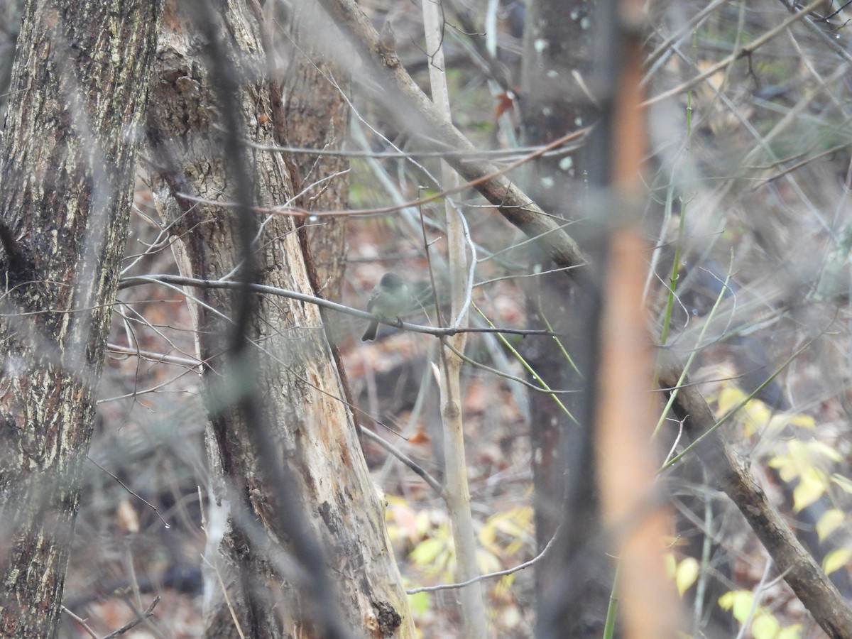 tyranovec domácí - ML645893355