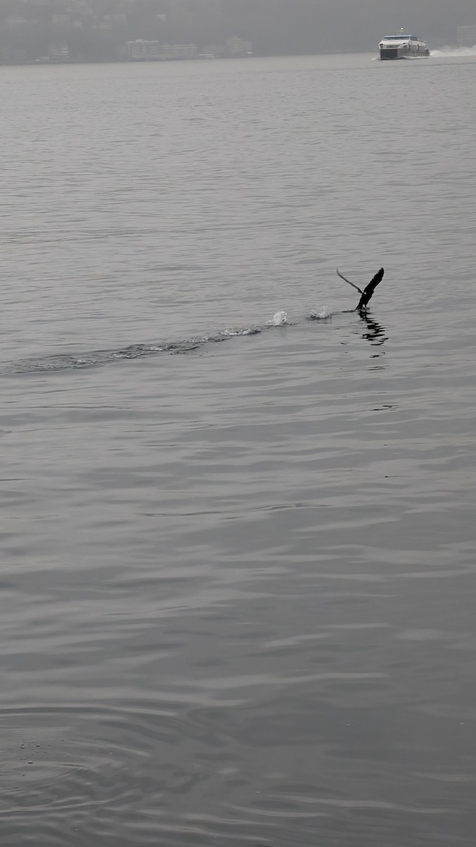 kormorán tichomořský - ML645893356