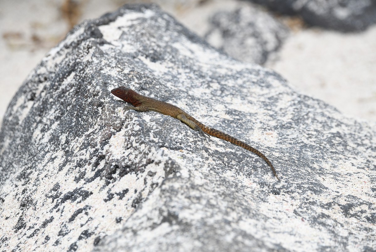 Española Lava Lizard - ML645893357