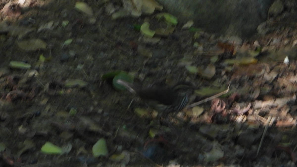 Northern Waterthrush - ML645893365