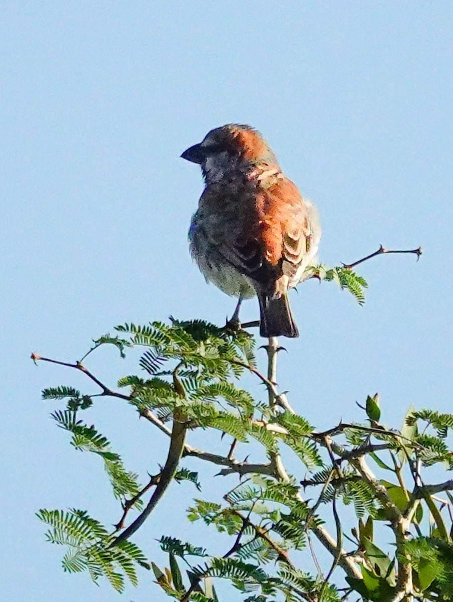 オオスズメ - ML645893372