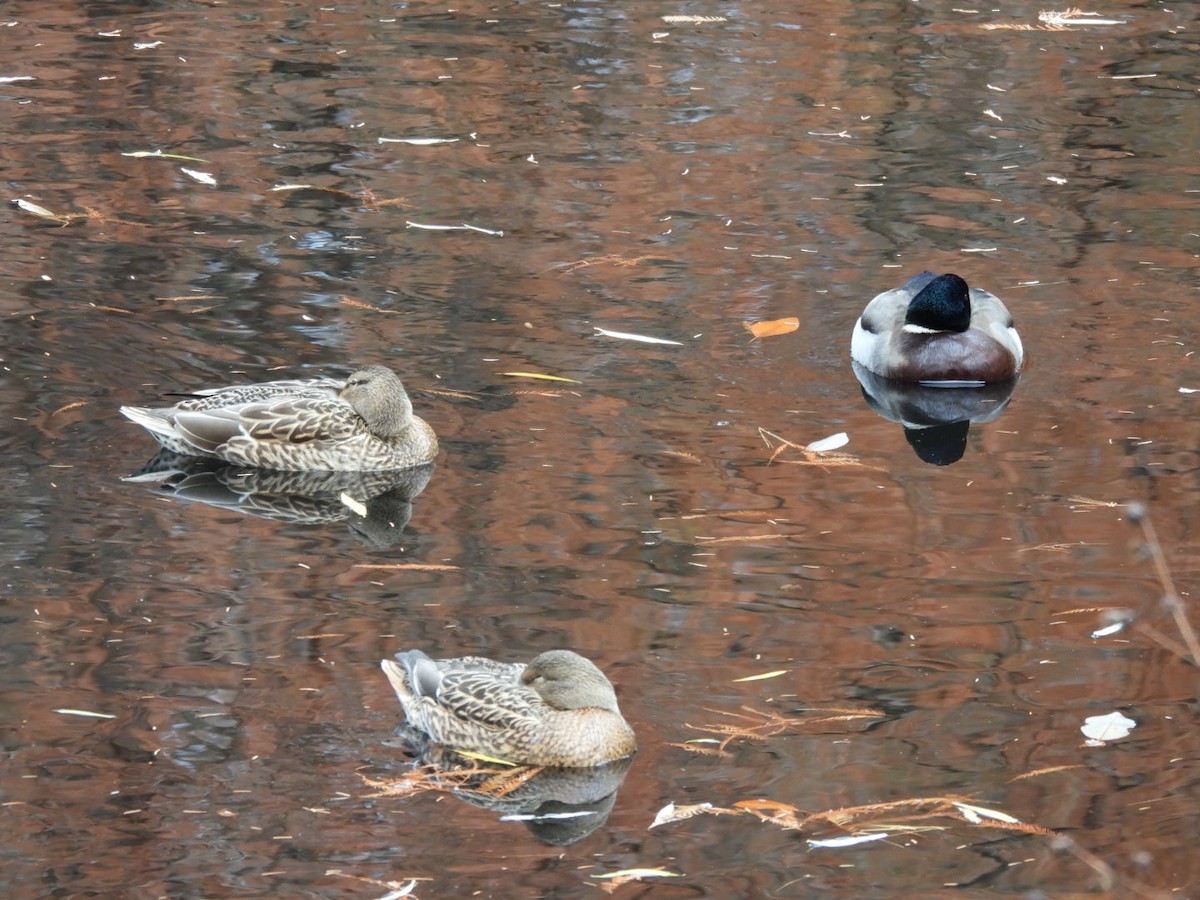 Mallard - ML645893379