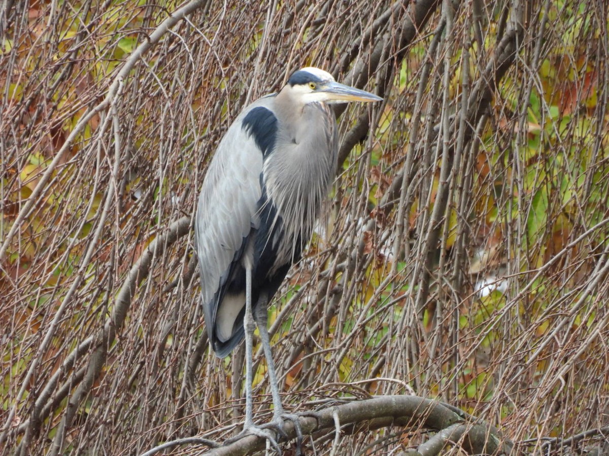 Great Blue Heron - ML645893384