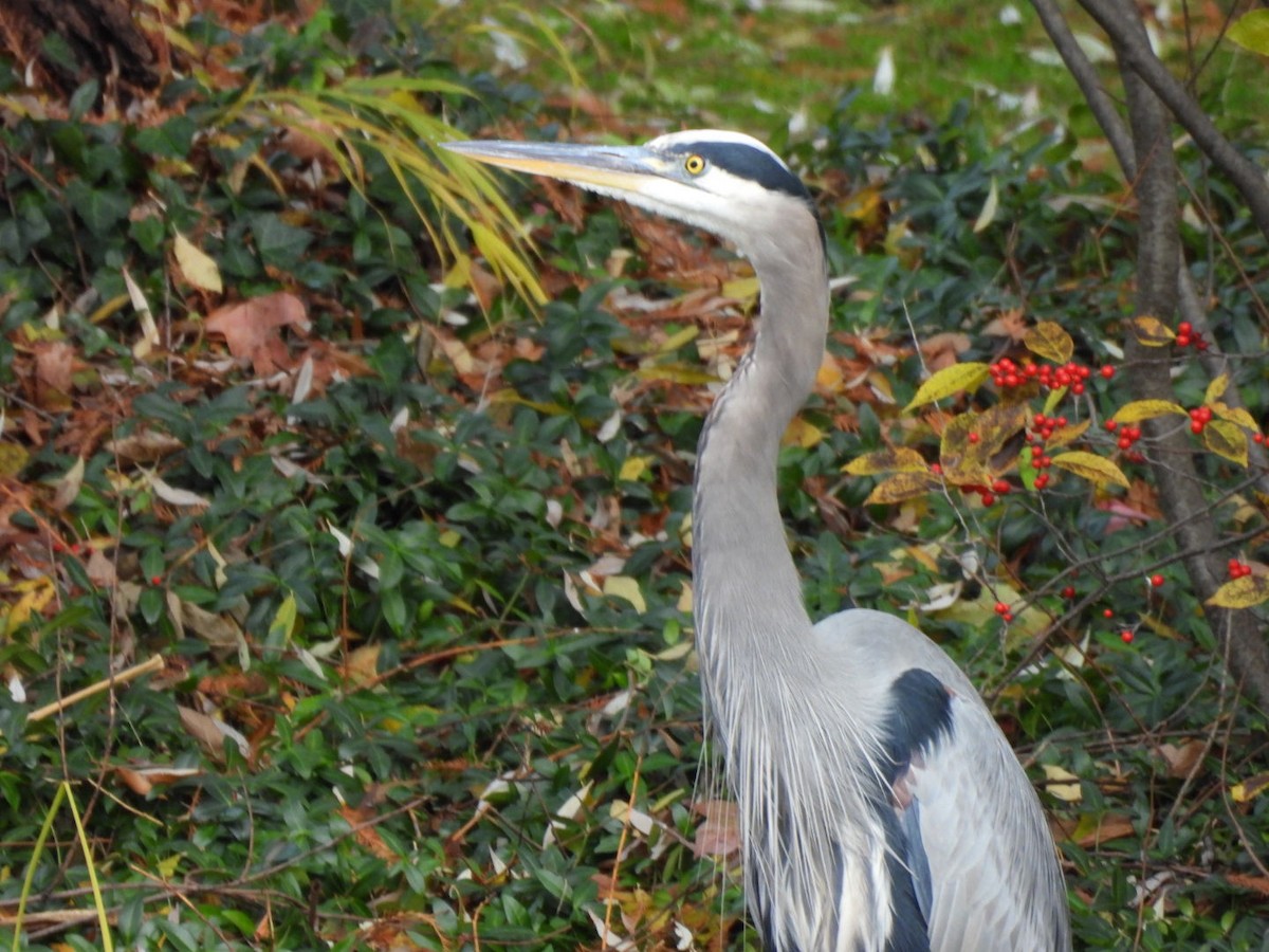 Great Blue Heron - ML645893385