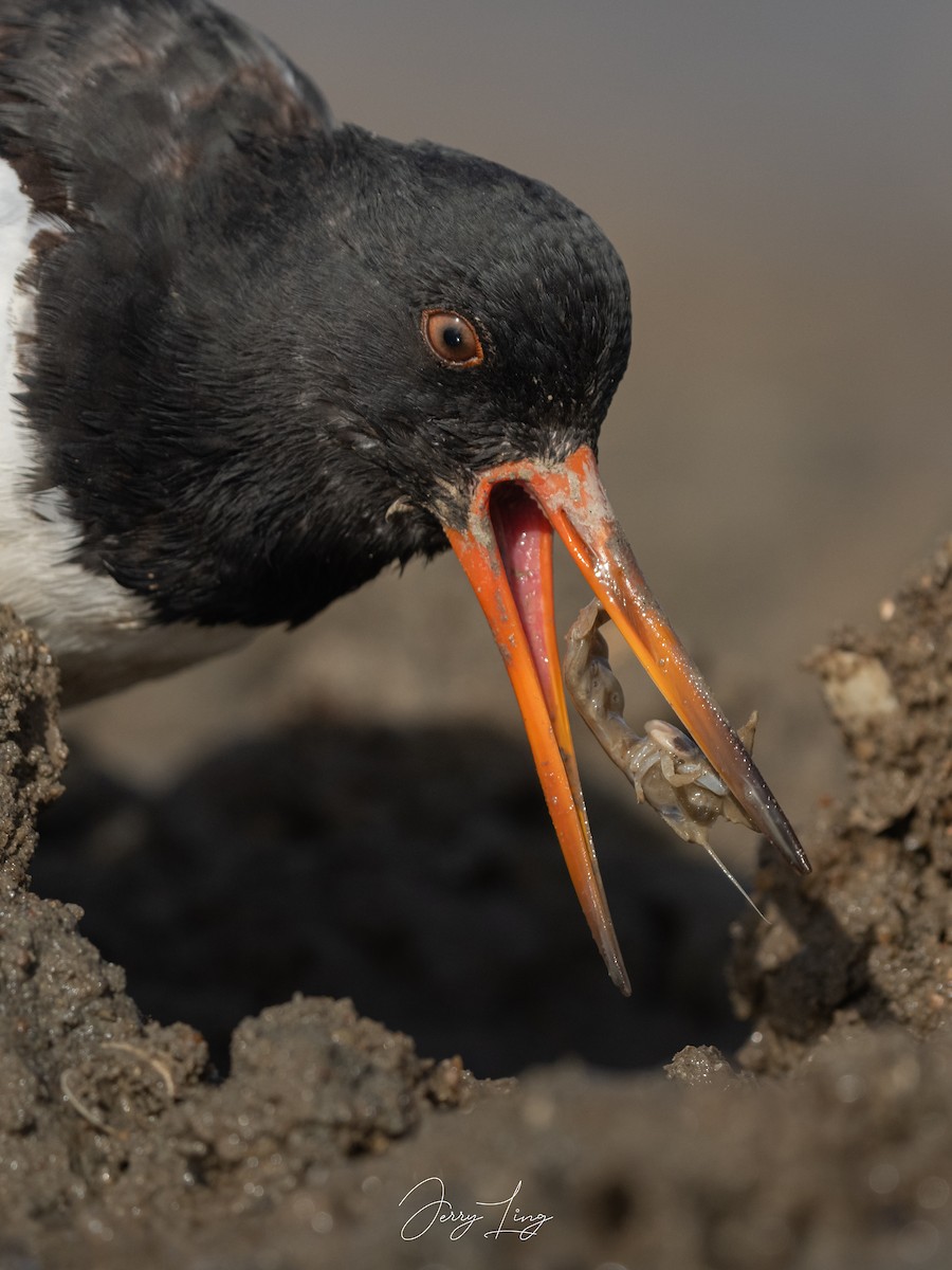 ミヤコドリ - ML645893394