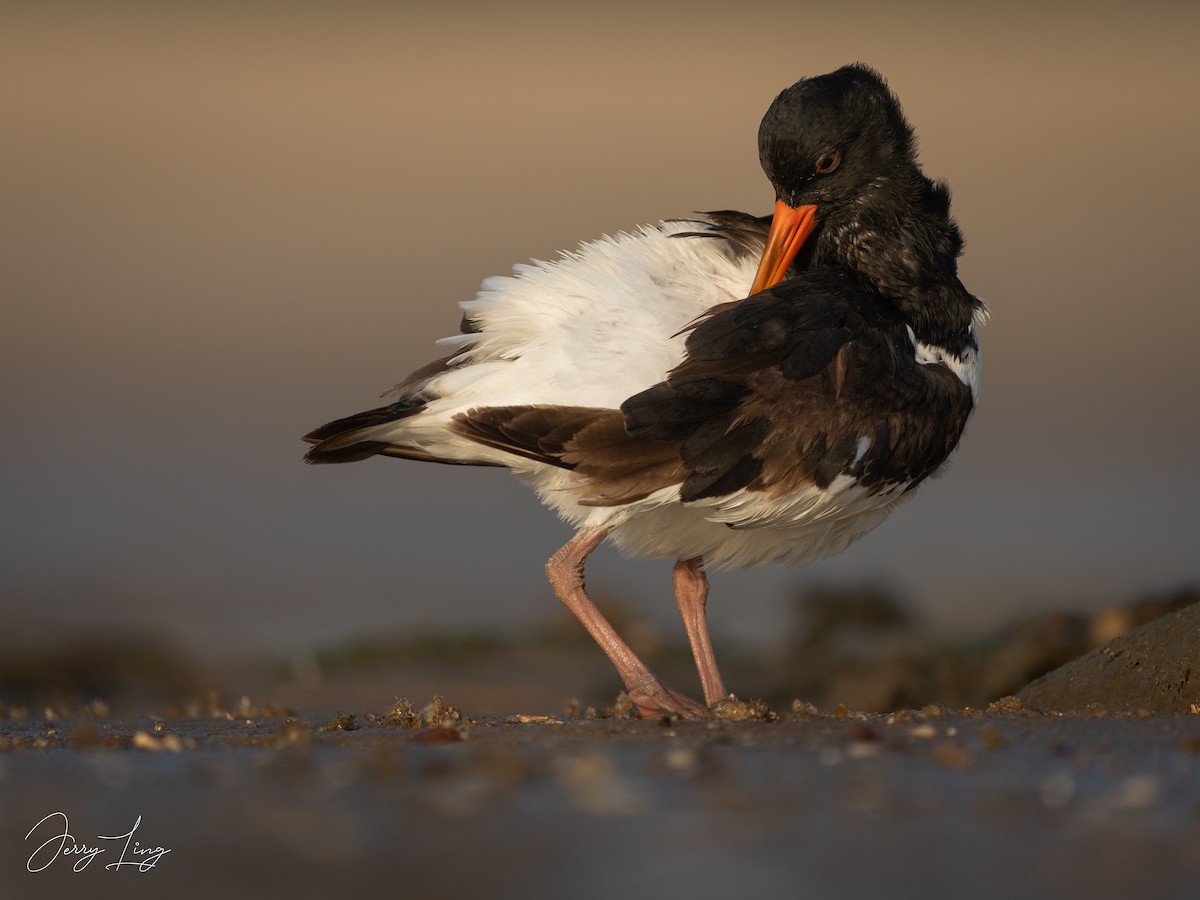 ミヤコドリ - ML645893395