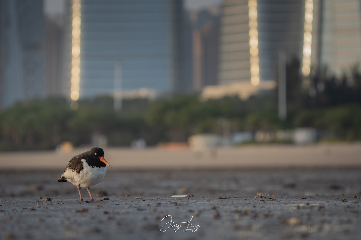 ミヤコドリ - ML645893396