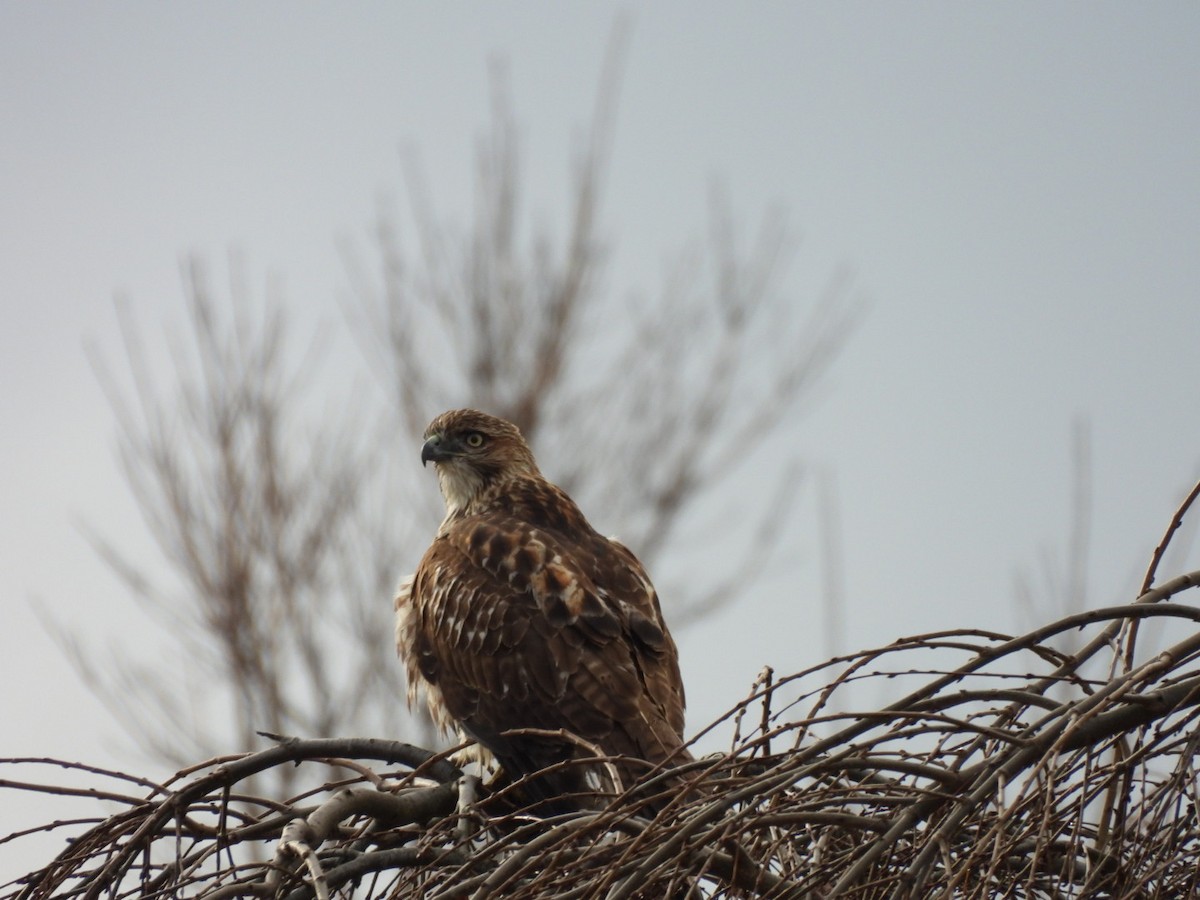 Red-tailed Hawk - ML645893402
