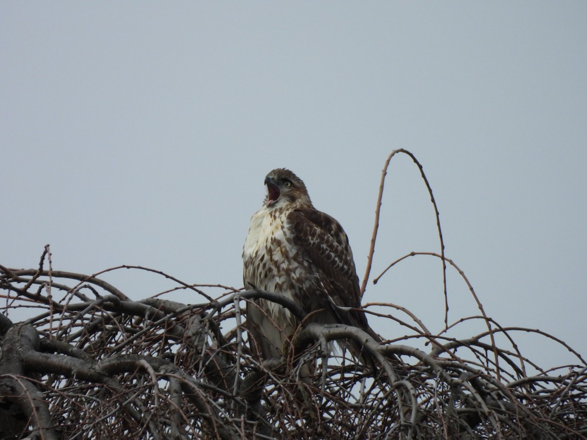 Red-tailed Hawk - ML645893403
