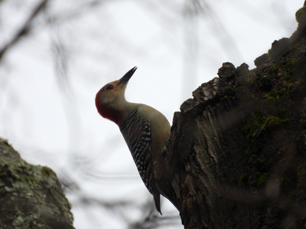 Red-bellied Woodpecker - ML645893414