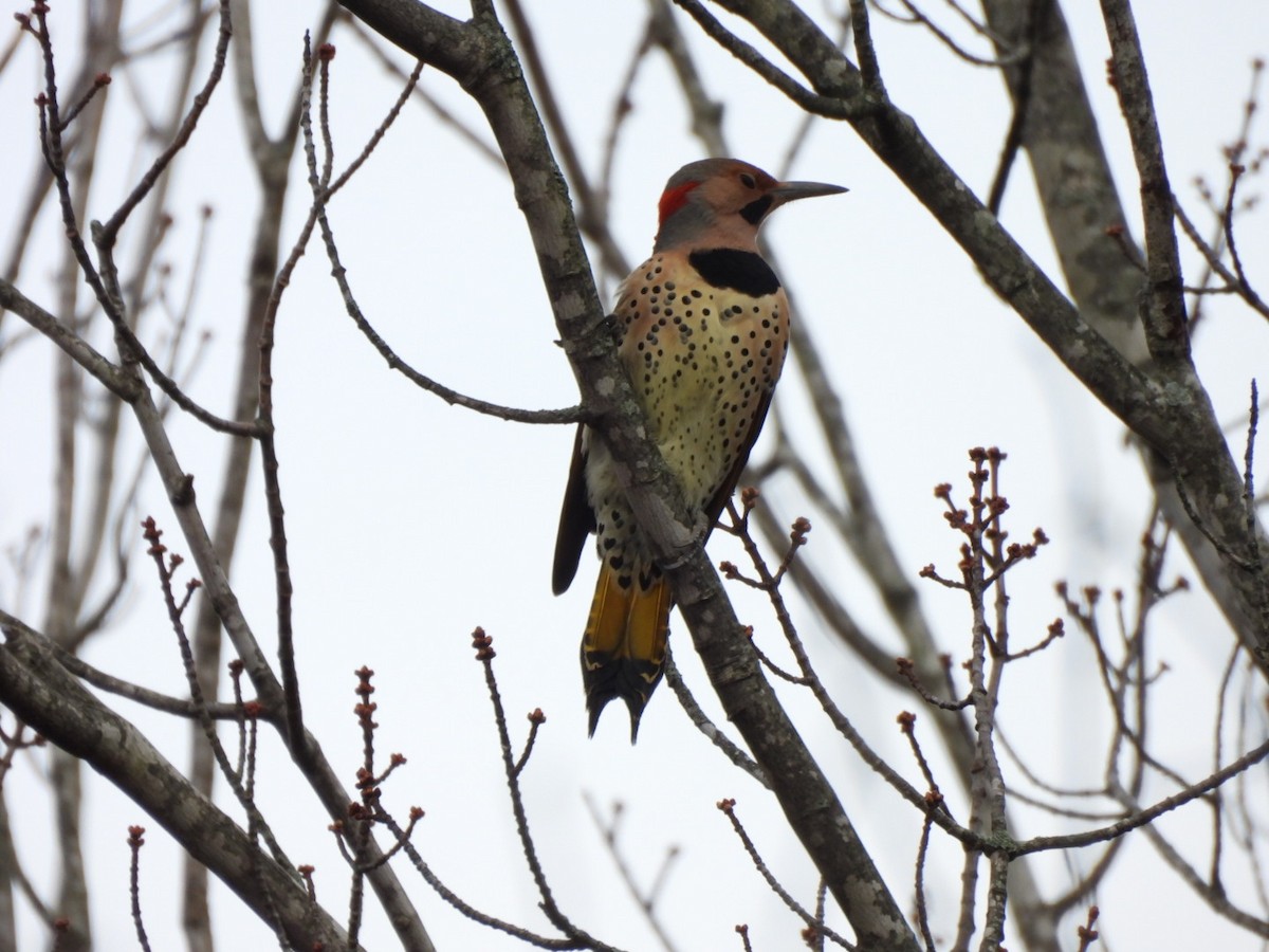 Northern Flicker - ML645893419