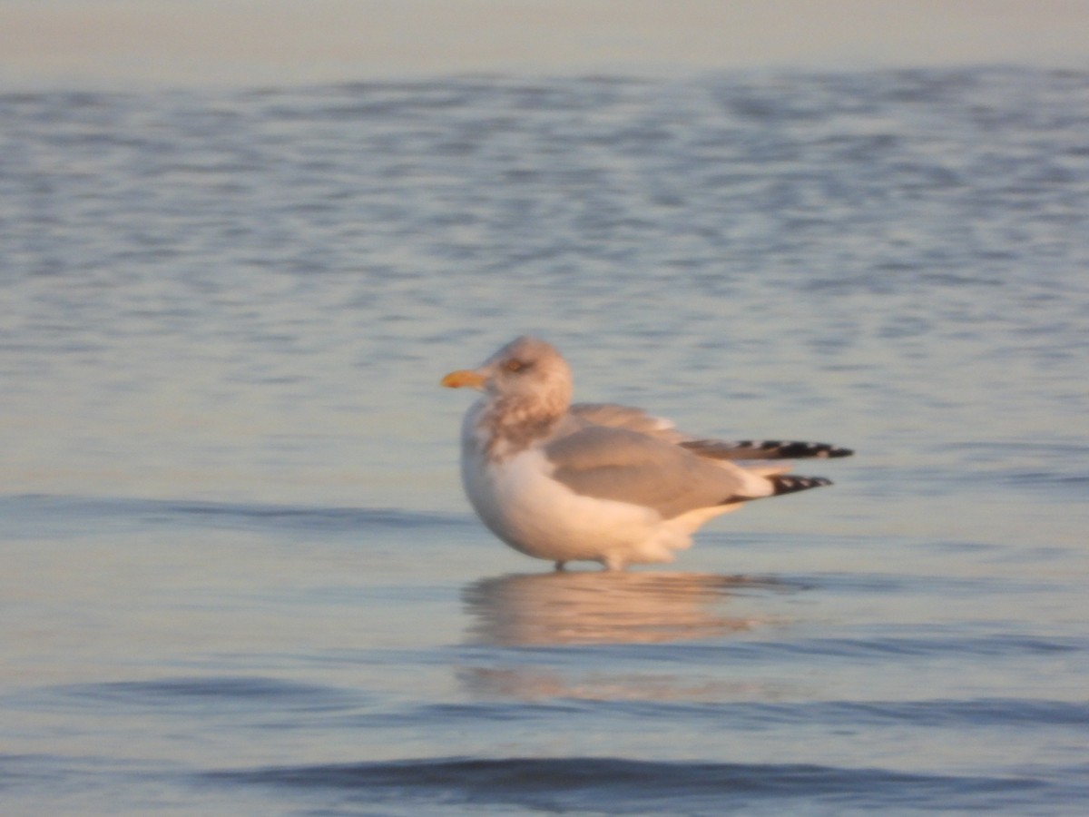 American Herring Gull - ML645893422