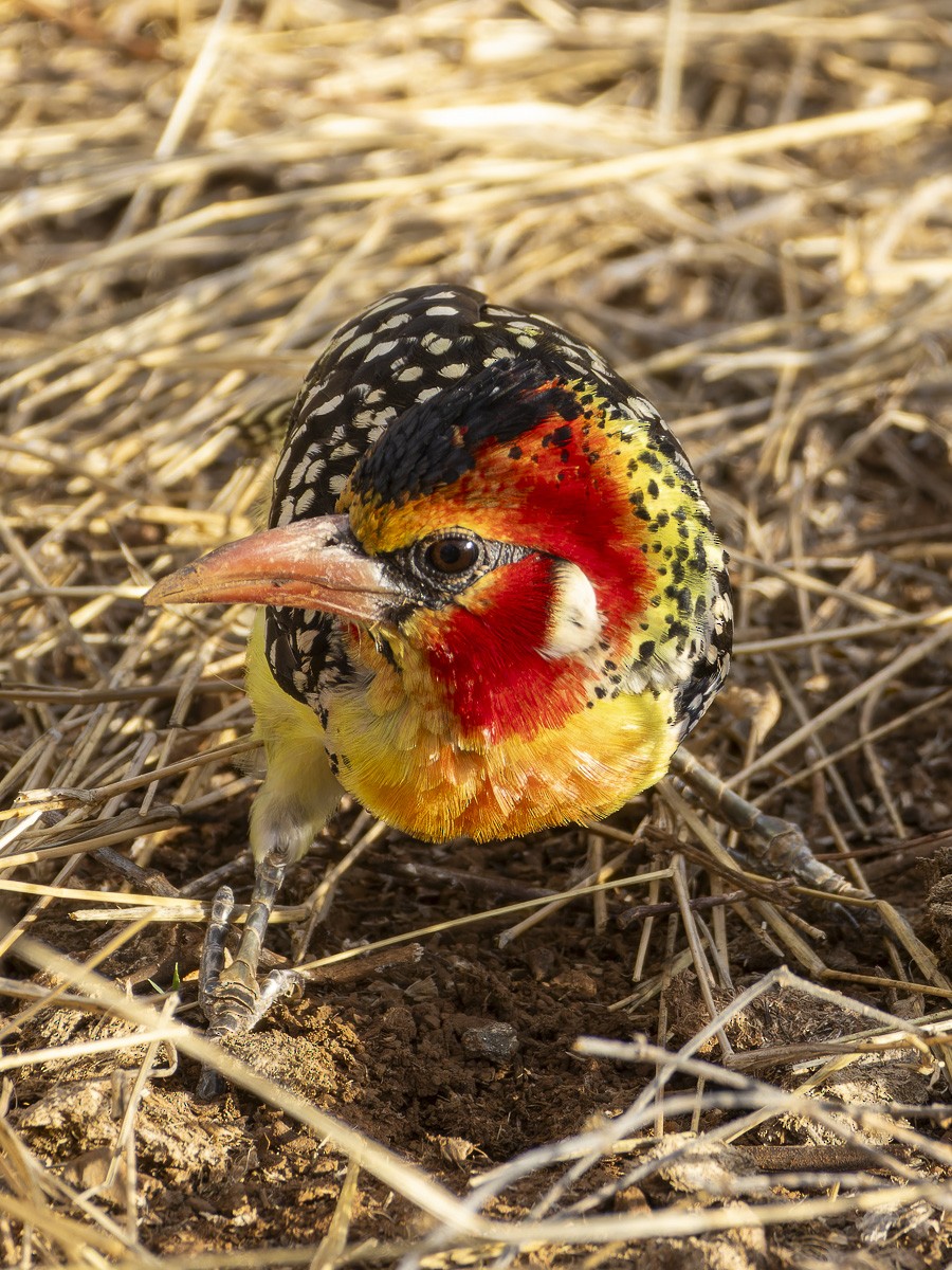 Barbudo Cabecirrojo - ML645893423