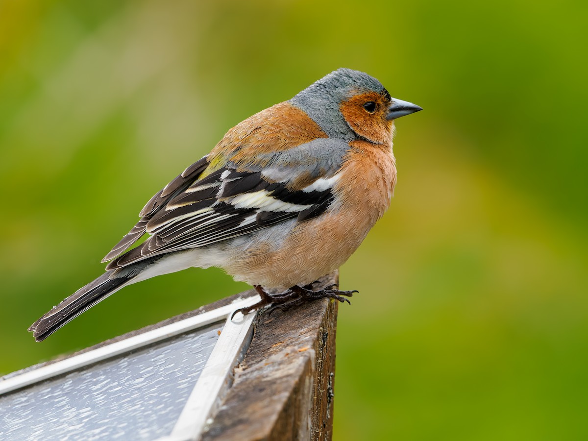 bokfink - ML645893433