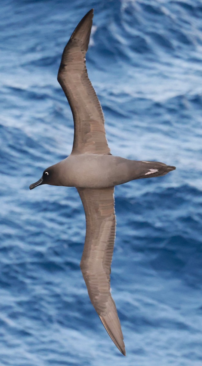 Graumantelalbatros - ML645893441