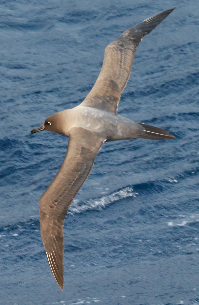 gråalbatross - ML645893443