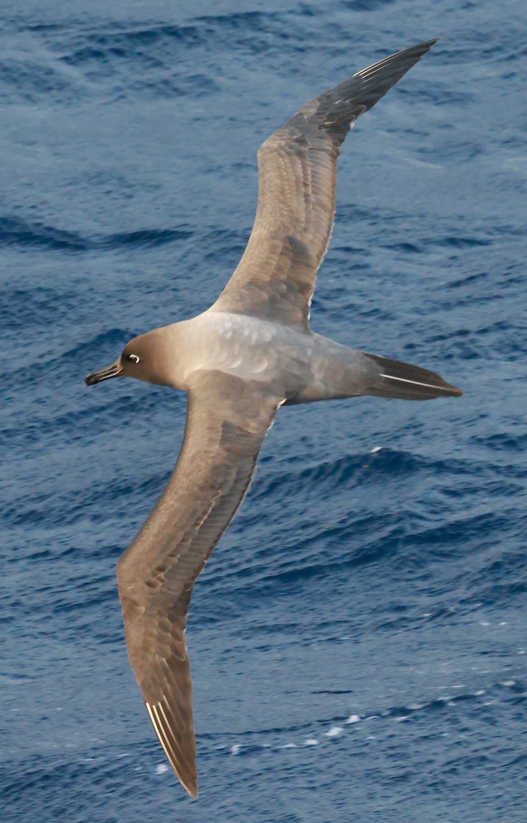 gråalbatross - ML645893444