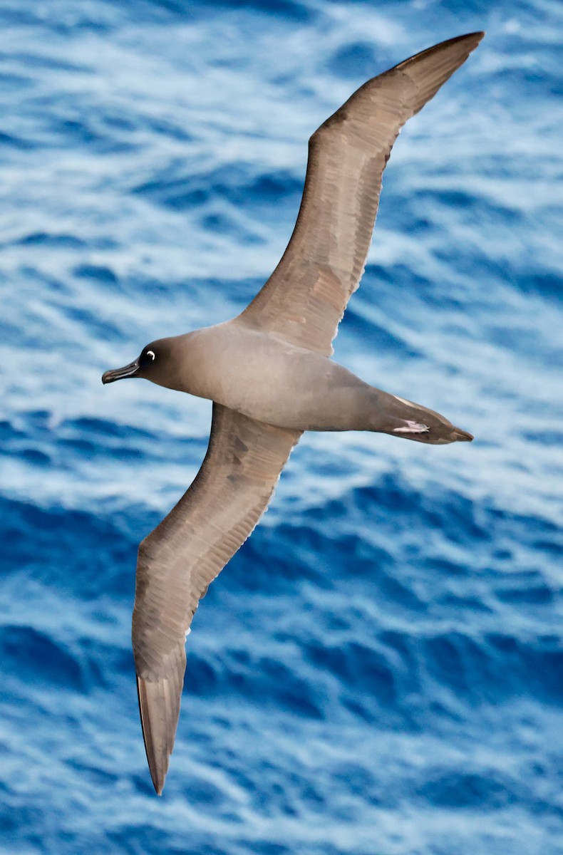 gråalbatross - ML645893445