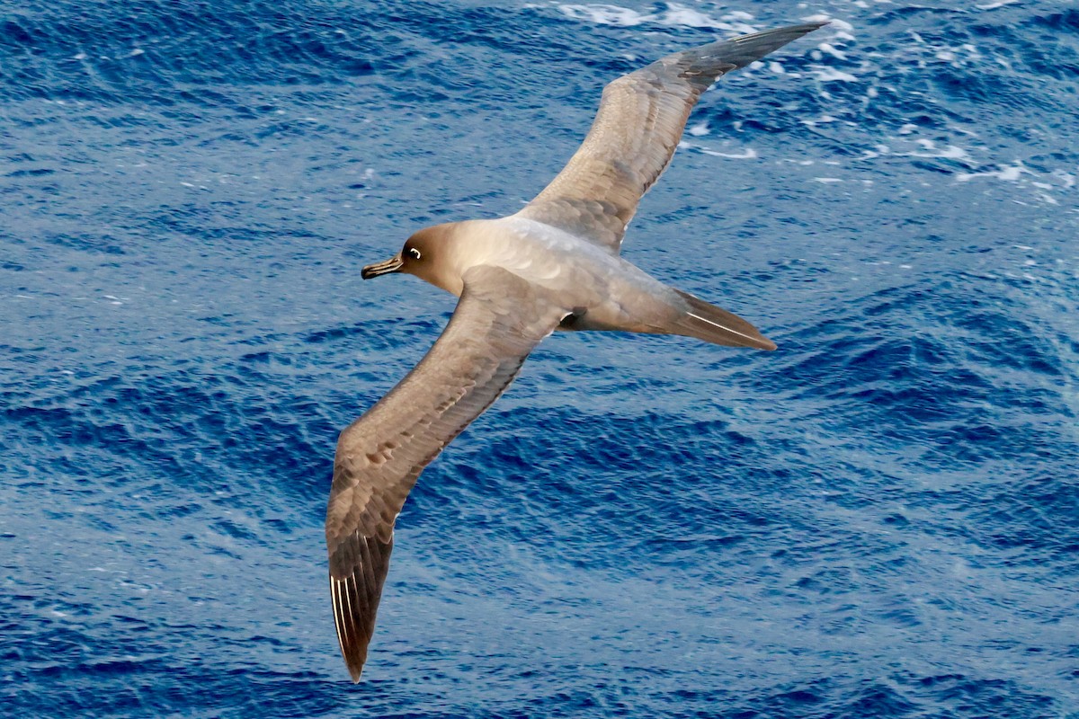 Albatros hauskara - ML645893446