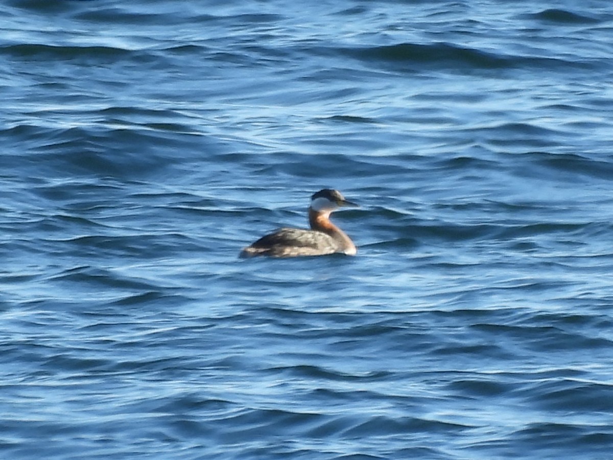 Svasso collorosso - ML645893447