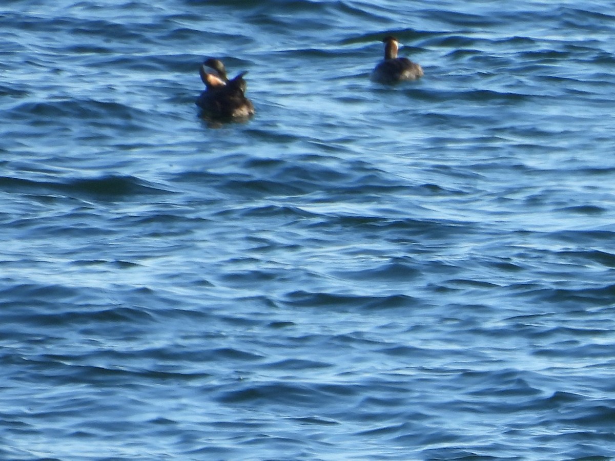 Svasso collorosso - ML645893448