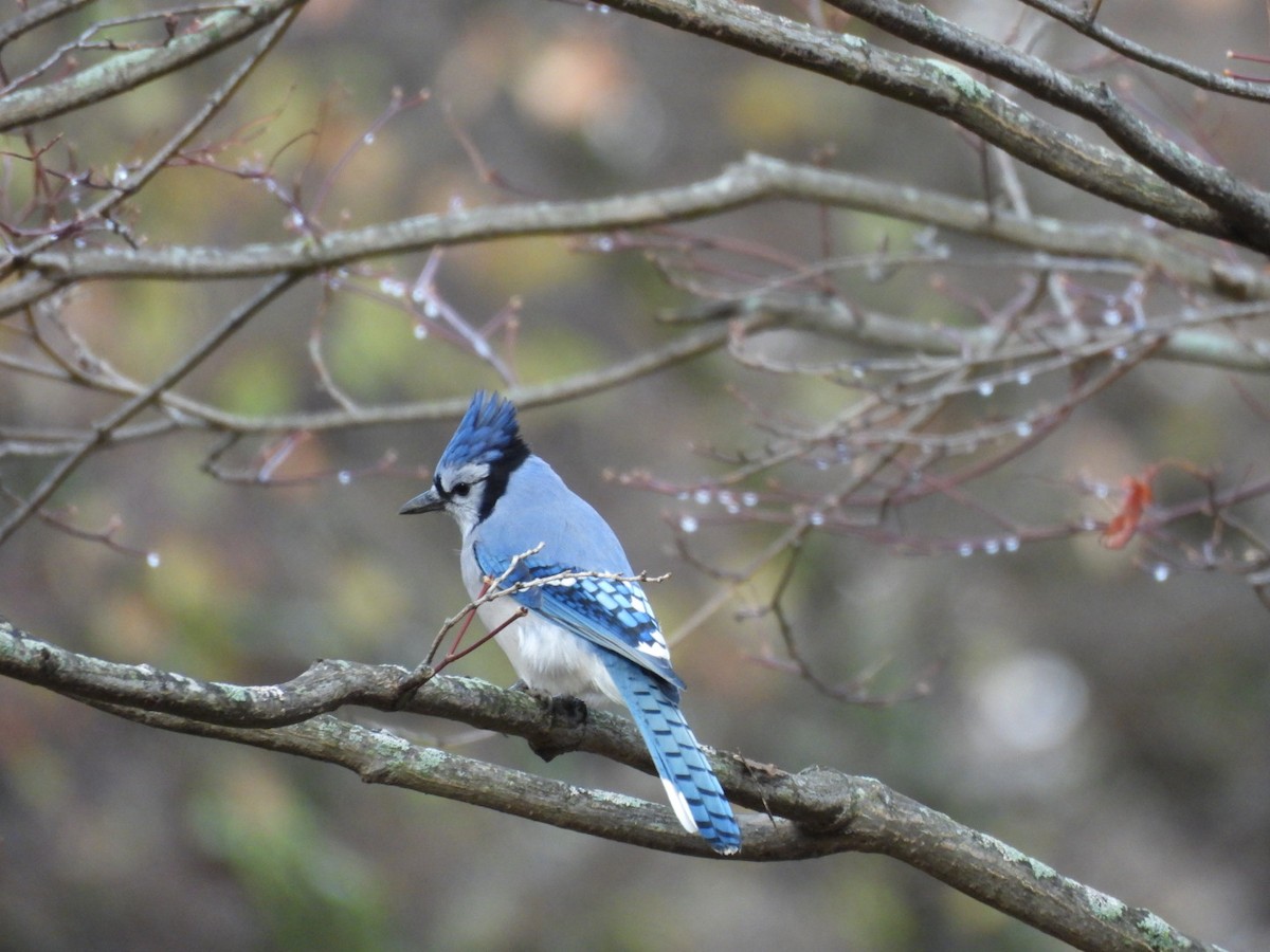 Blue Jay - ML645893450