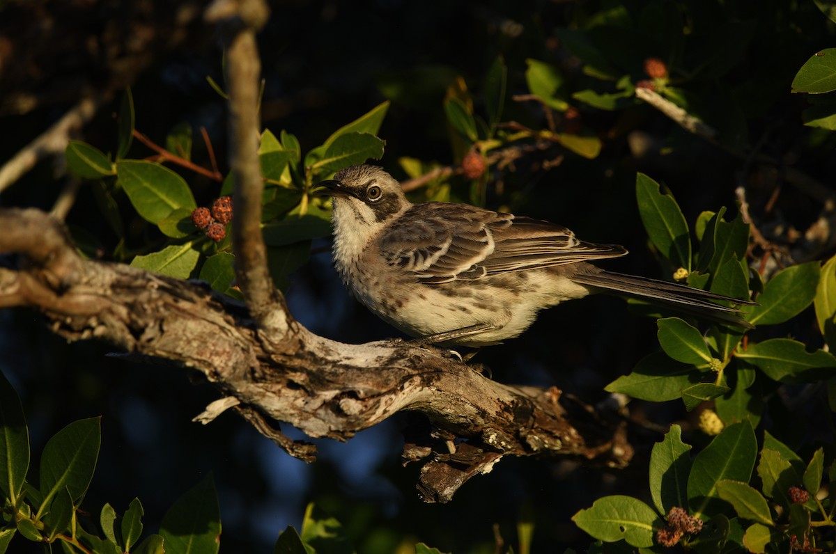 San Cristobal Mockingbird - ML645893456